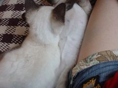 -Sirena海妖日咖夜酒