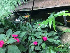 -Fern Forest Cafe