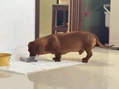 -艾贝尔宠物医院 ·内科全科(梁溪路店)