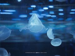 -石家庄海洋公园