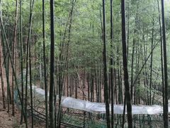 -宁波浙东大竹海景区