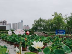 -莲花池公园