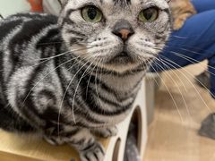 -有喵·猫咖·狗咖·30几只猫10只小狗(岗厦店)