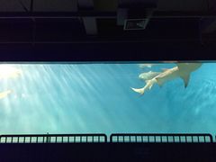 -北戴河圣蓝海洋公园