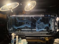 -奥兰多迪士尼动物王国乐园