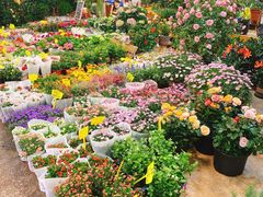 -双季花艺园艺市场(浦东店)