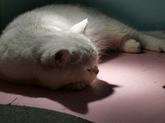 -猫小院猫主题餐厅(三里屯店)