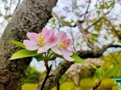 -上海滨江森林公园