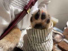 -逗柴咖啡屋·狗咖猫咖宠物桌游