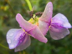 -泉州海丝野生动物世界