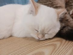 -Heymao猫咖.咖啡厅(东门店)