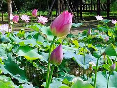 -武汉紫薇都市田园