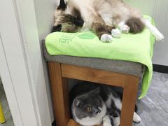 -东莞宠友24H宠物中心医院·转诊夜诊·异宠(新河北路院)