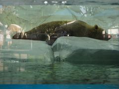 -海合安成都极地海洋公园