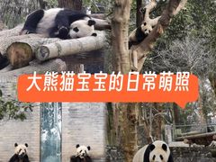 -都江堰中华大熊猫苑