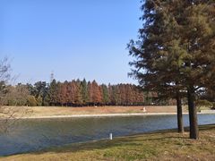 -羊亭河湿地公园