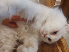 -飞行喵MR PILOT|猫舍·猫咖(静安大融城店)