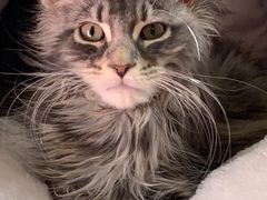 -欣宠猫屋·矮脚拿破仑·蓝金金渐层