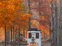 -黄海国家森林公园