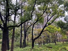 -上海滨江森林公园