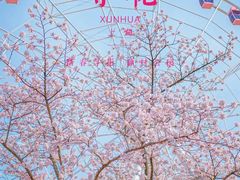 -顾村公园
