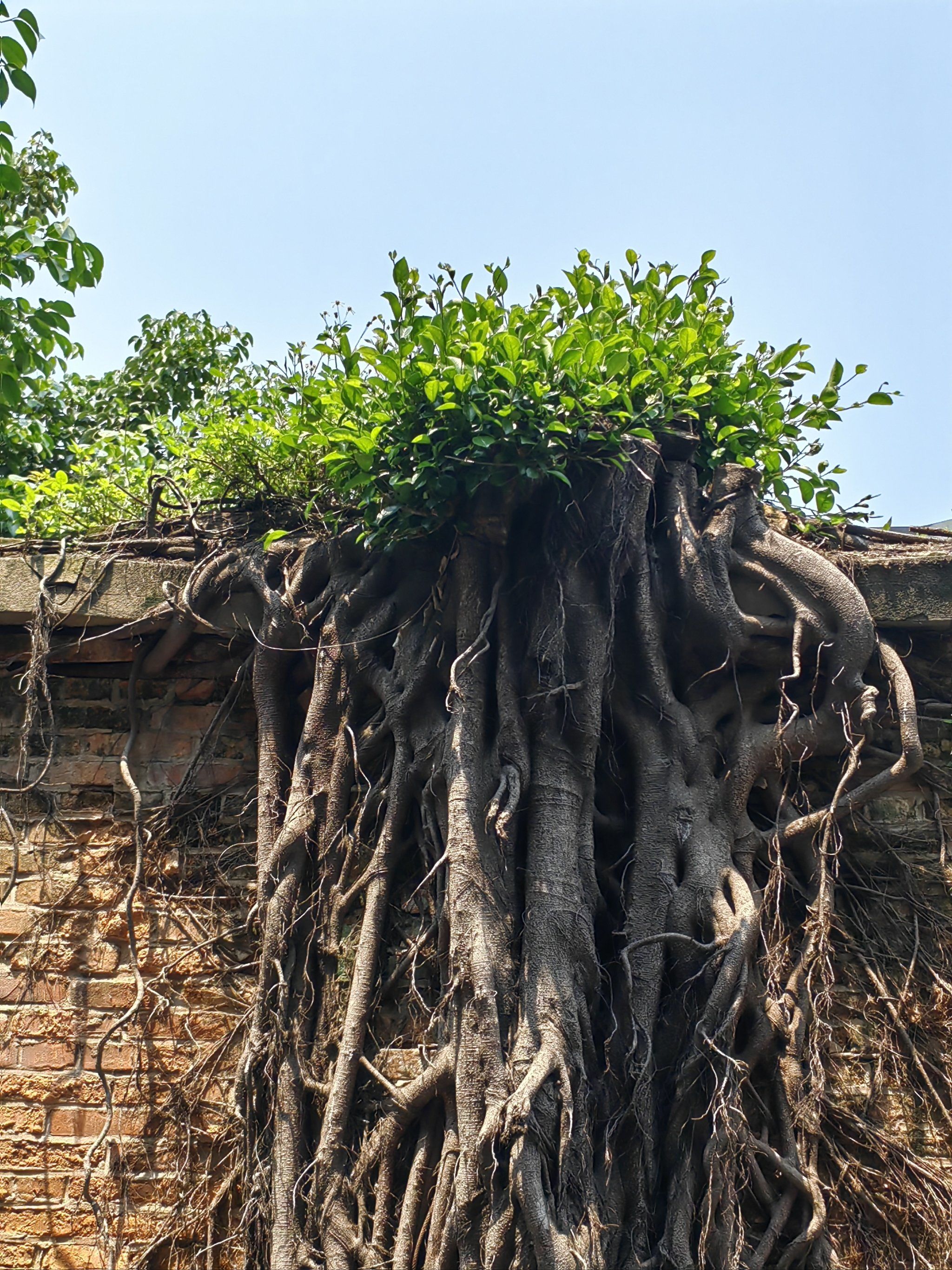 榕树根一一榕城的风景