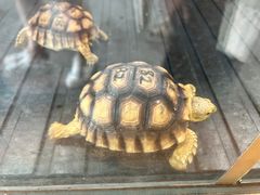 -珠海长隆海洋王国