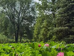-洛阳市隋唐城遗址植物园