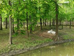 -上海长兴岛郊野公园