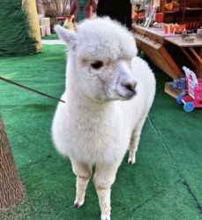 -萌宠亲子动物乐园(槐房万达店)