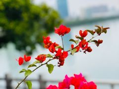 -白鹭洲公园