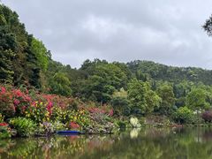 -深圳仙湖植物园