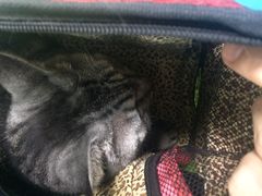 -瑞派宠物医院·24h·骨外科·皮肤科·全科宠物医疗转诊中心(沈阳浑南院)