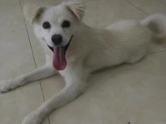 -仁华宠物医院(青羊店)