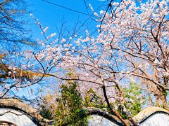 -桃花堤公园