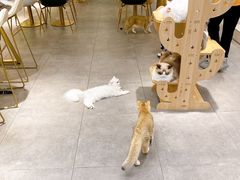 -飞行喵MR PILOT|猫舍·猫咖(静安大融城店)