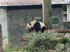 -都江堰中华大熊猫苑