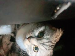 -安安宠医·安宠宠物医院