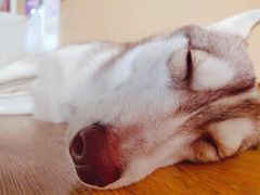 -Husky Go! 哈士奇体验馆·宠物咖啡厅狗咖