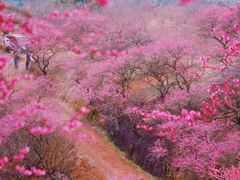 -新建村梅花