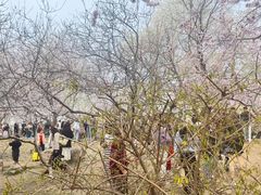 -桃花堤公园