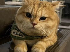 -天井·丑面包搭咖啡