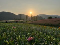 -径山花海