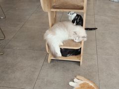 -飞行喵MR PILOT|猫舍·猫咖(静安大融城店)
