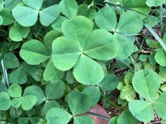 -贵阳市花溪国家城市湿地公园