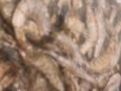 -姜胖胖韩式自助烤肉(光明万达店)