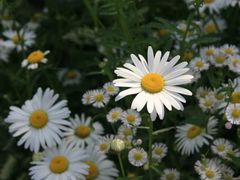 -西湖风景区-江洋畈生态公园