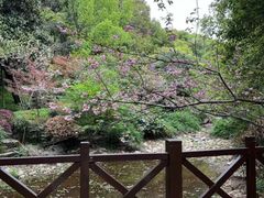 -杭州半山国家森林公园