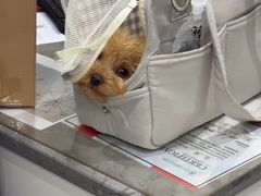 -四月宠物医院·猫专科·心脏专科·内科(转塘店)