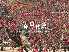 -南国桃园旅游度假区